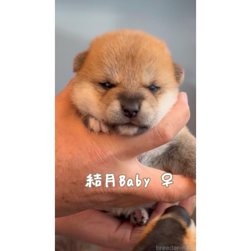 商談中の岐阜県の柴犬-447086の3枚目