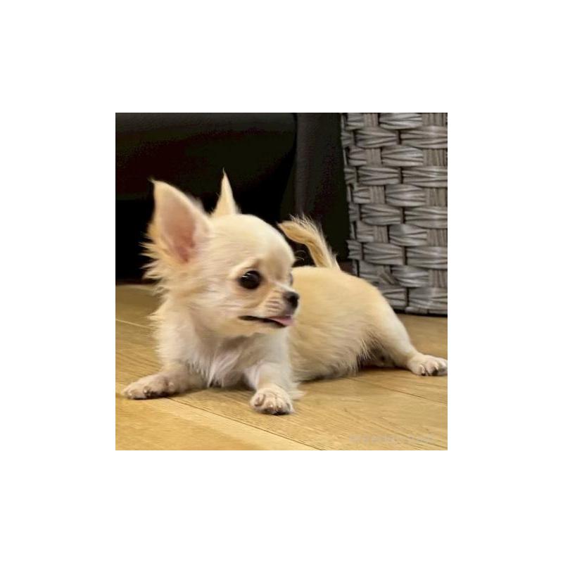 販売中の静岡県のチワワ(ロングコート)-447089の4枚目