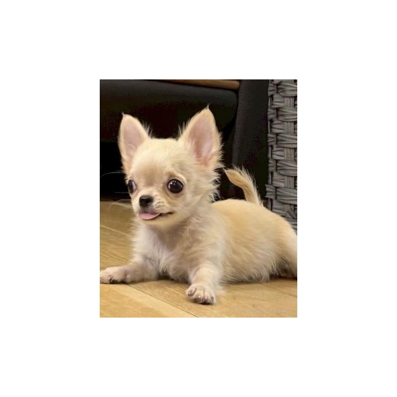 販売中の静岡県のチワワ(ロングコート)-447089の3枚目