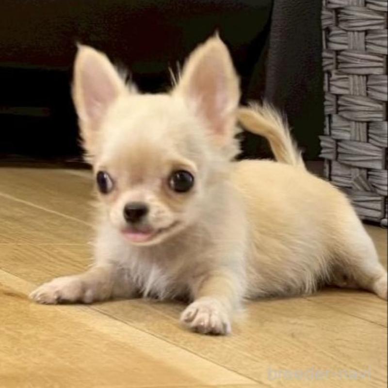 販売中の静岡県のチワワ(ロングコート)-447089の1枚目