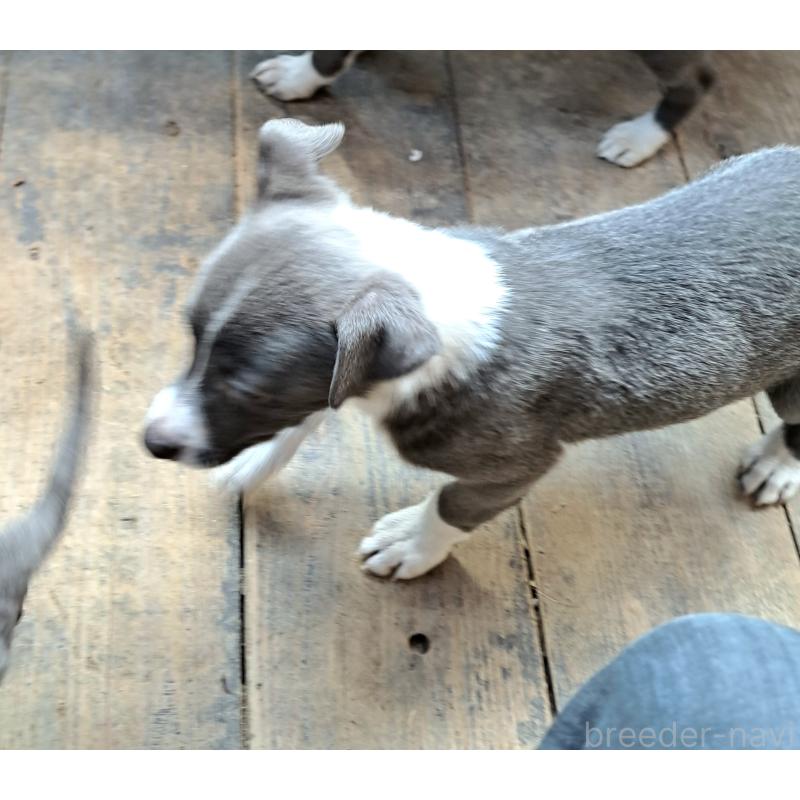 成約済の千葉県のミックス犬-441080の10枚目