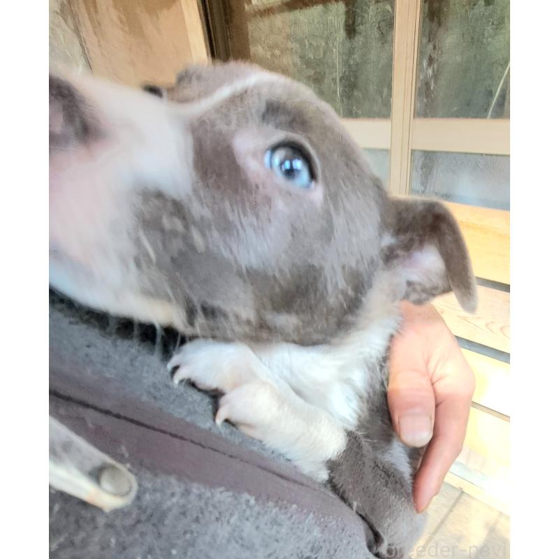 成約済の千葉県のミックス犬-441080の9枚目