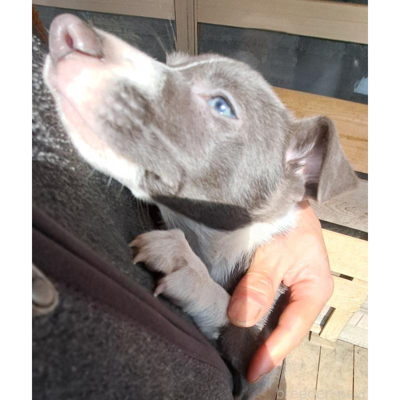 成約済の千葉県のミックス犬-441080の8枚目