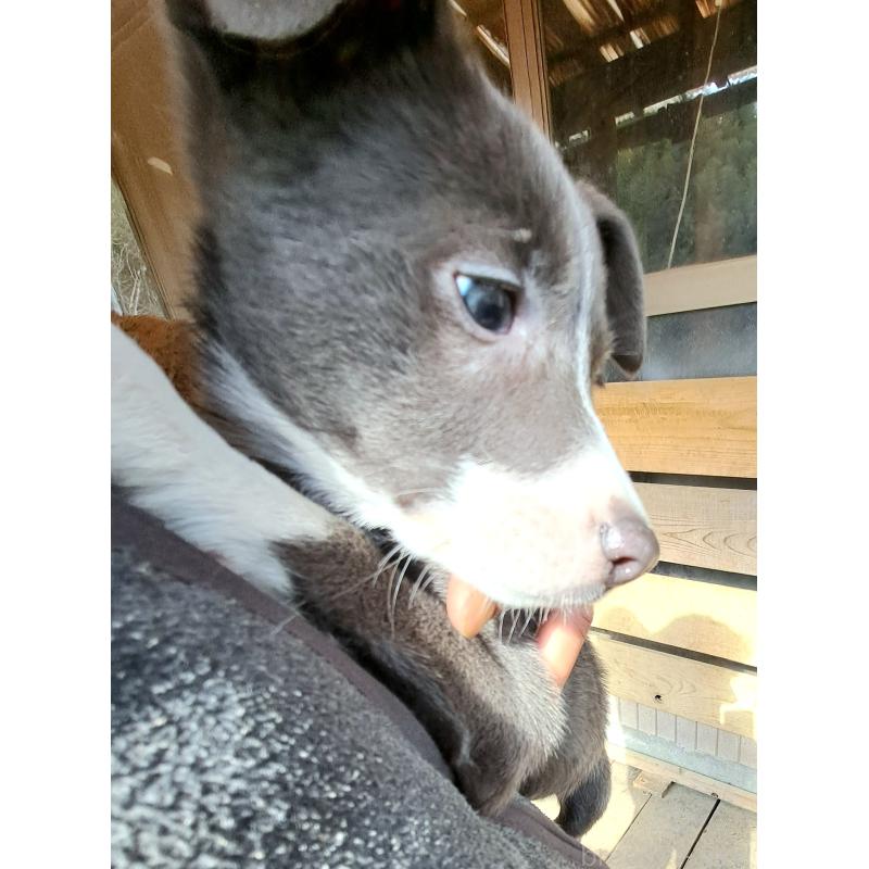 成約済の千葉県のミックス犬-441080の7枚目