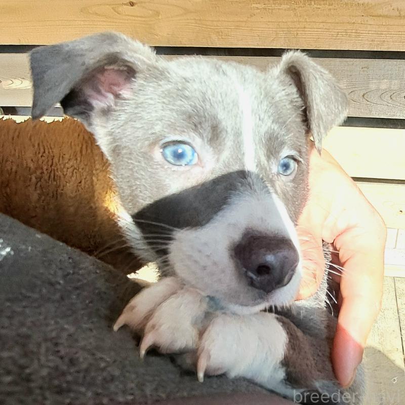 成約済の千葉県のミックス犬-441080の6枚目