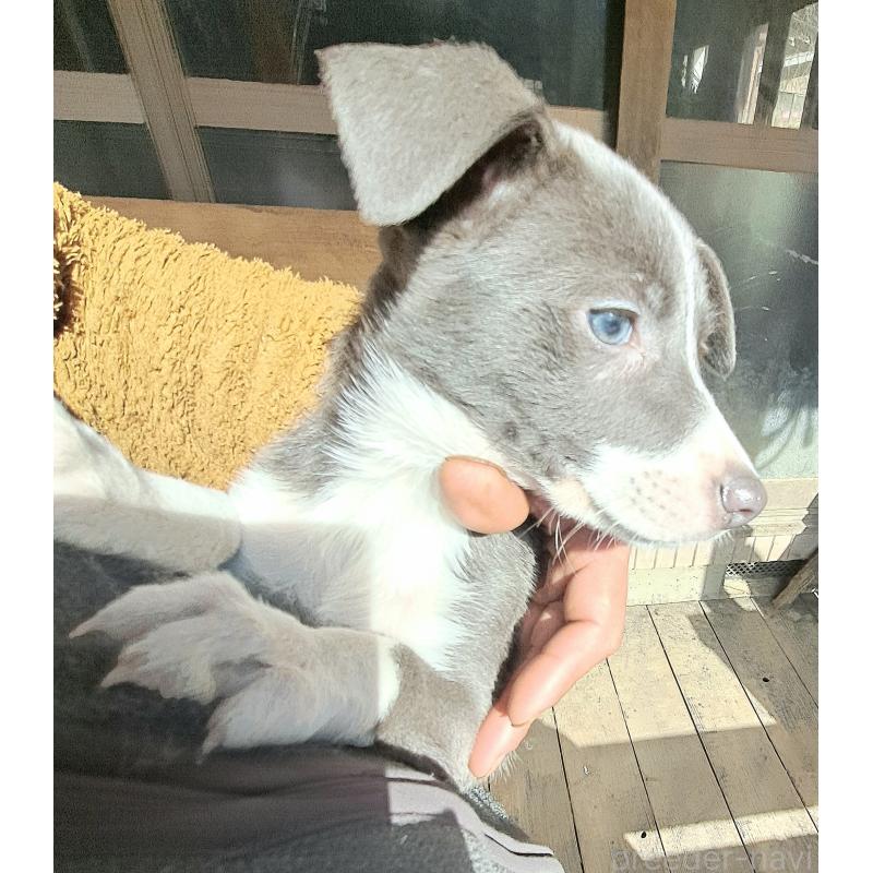 成約済の千葉県のミックス犬-441080の5枚目