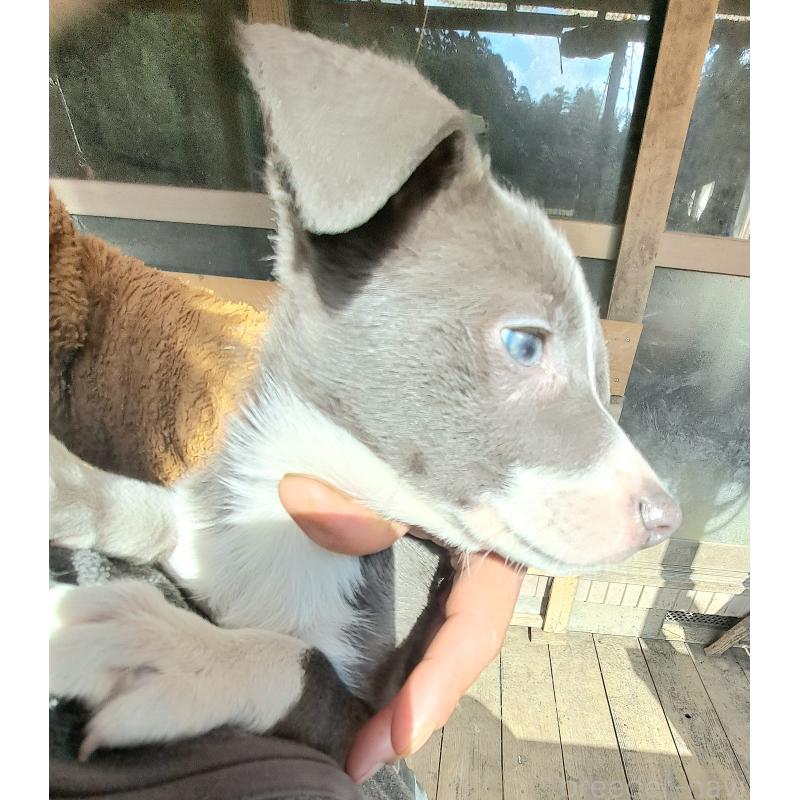 成約済の千葉県のミックス犬-441080の4枚目