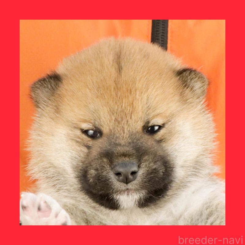 販売中の愛知県の柴犬-447092