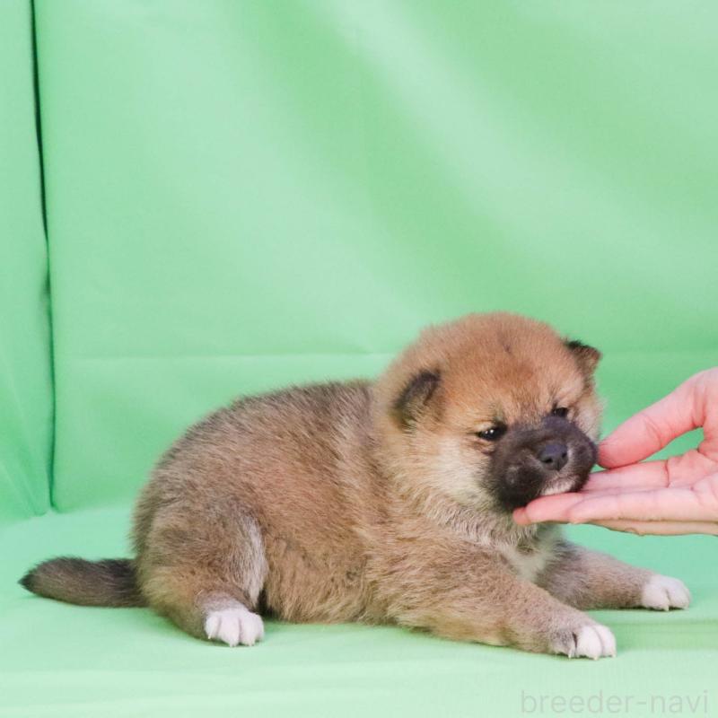 販売中の愛知県の柴犬-447092の3枚目