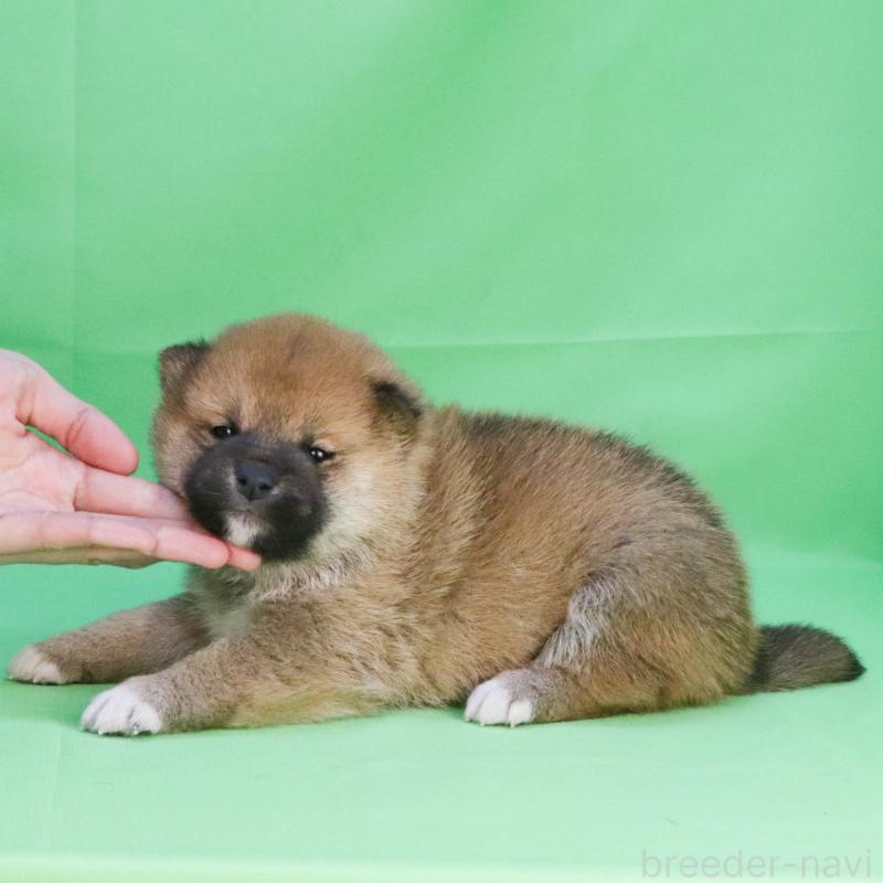 販売中の愛知県の柴犬-447092の2枚目