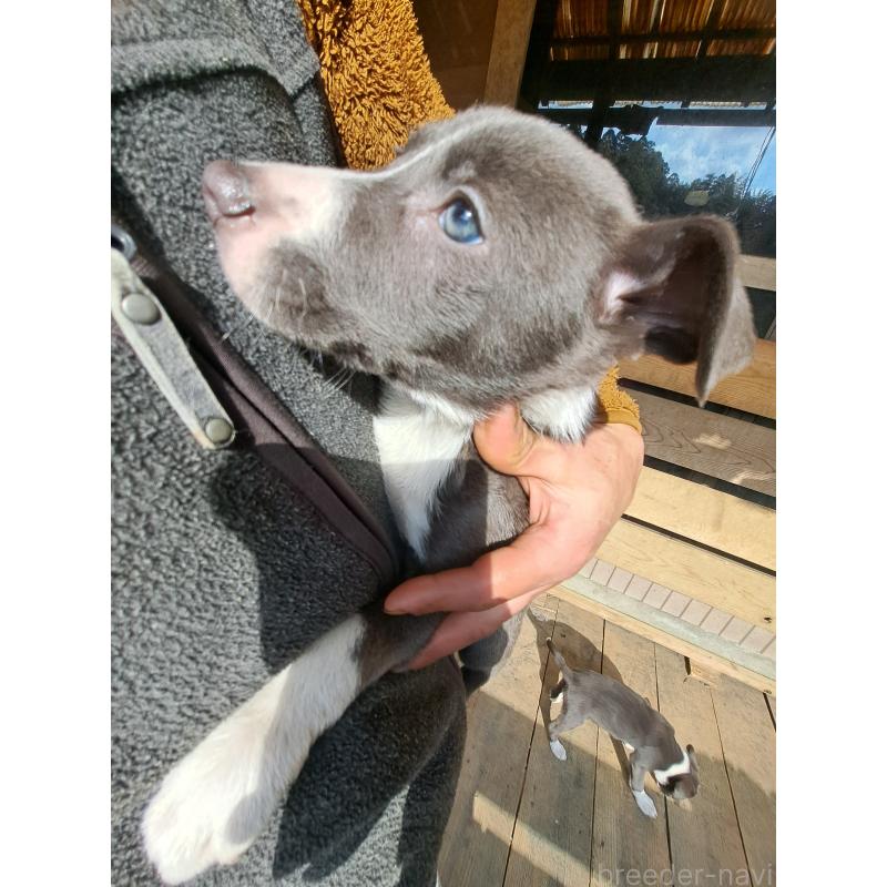 成約済の千葉県のミックス犬-441080の3枚目