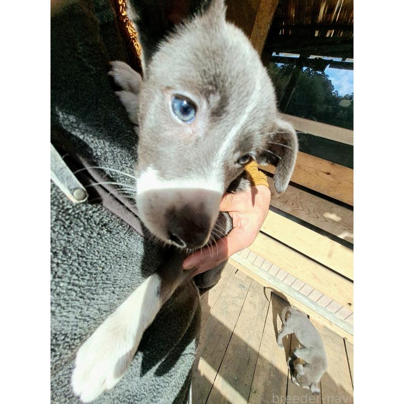 成約済の千葉県のミックス犬-441080の2枚目