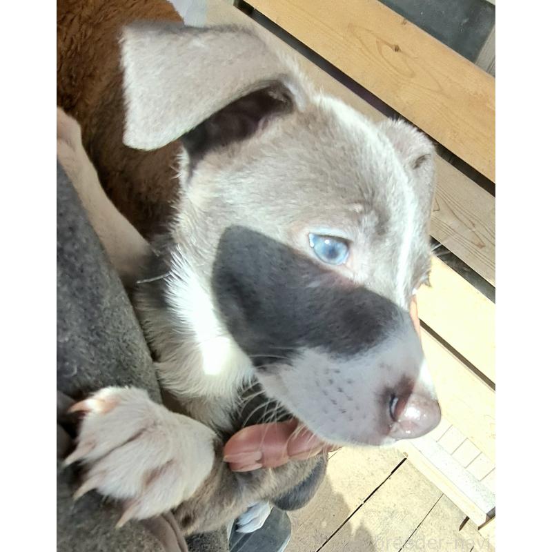 販売中の千葉県のミックス犬-441080