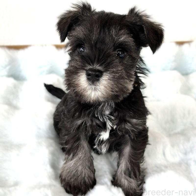 販売中の栃木県のミニチュアシュナウザー-442587