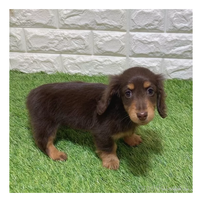 販売中の愛知県のミニチュアダックスフンド(ロングヘアード)-441584