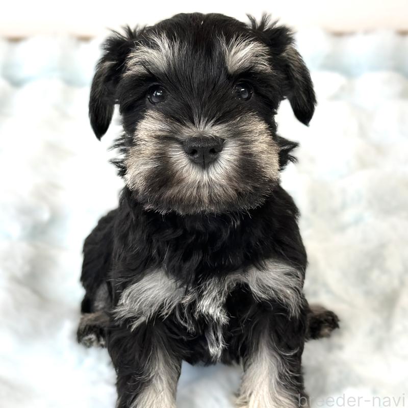 販売中の栃木県のミニチュアシュナウザー-442588