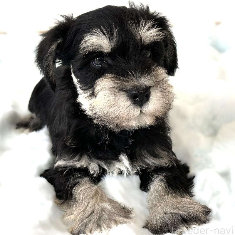 販売中の栃木県のミニチュアシュナウザー-442590