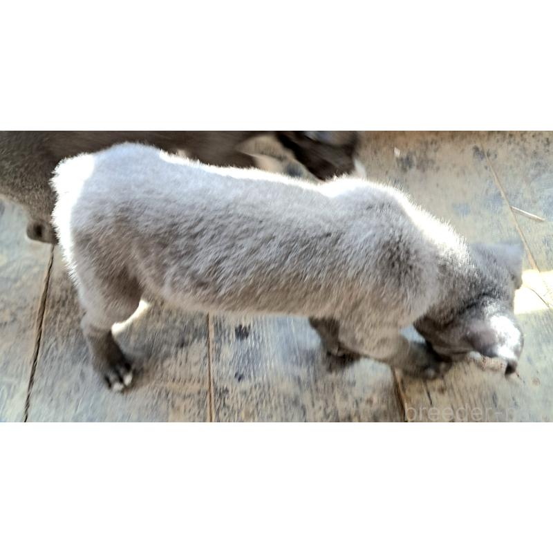 販売中の千葉県のミックス犬-441081の7枚目