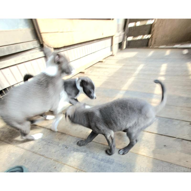 販売中の千葉県のミックス犬-441081の6枚目