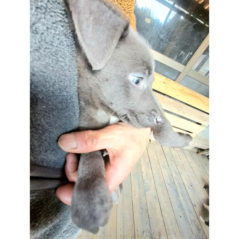 販売中の千葉県のミックス犬-441081の3枚目