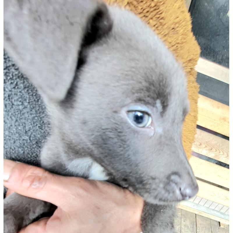 販売中の千葉県のミックス犬-441081