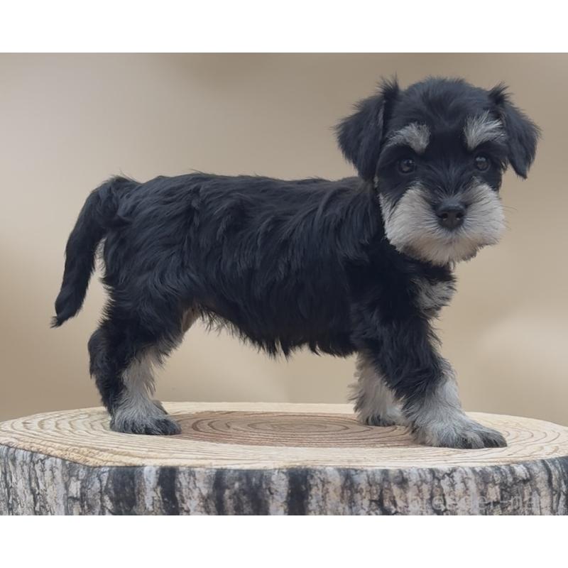 販売中の愛知県のミニチュアシュナウザー-447097の6枚目