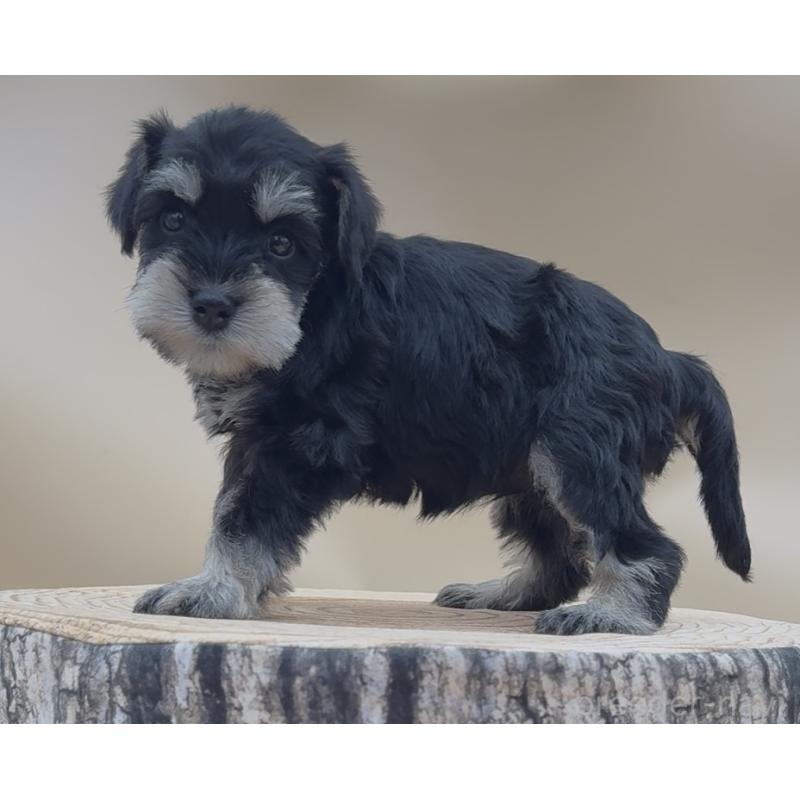 販売中の愛知県のミニチュアシュナウザー-447097の5枚目