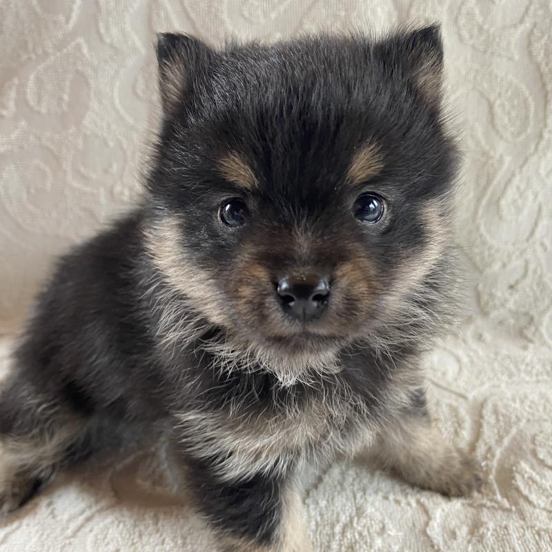 販売中の兵庫県のミックス犬-447100の11枚目