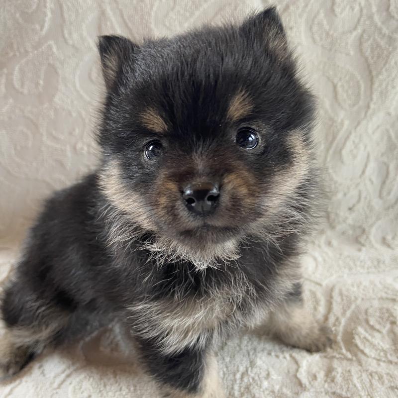 販売中の兵庫県のミックス犬-447100の10枚目