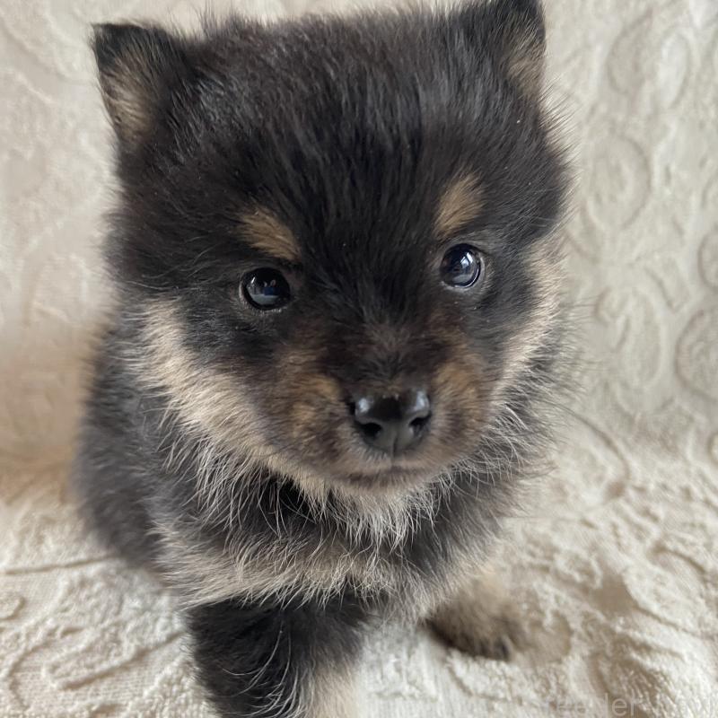 販売中の兵庫県のミックス犬-447100の1枚目