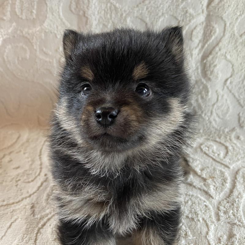 販売中の兵庫県のミックス犬-447100の9枚目