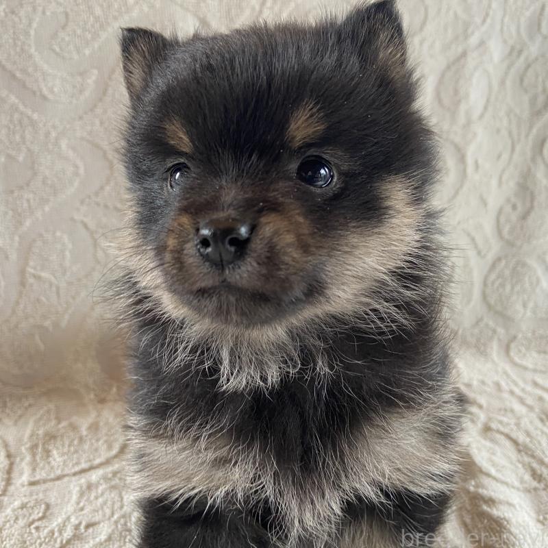 販売中の兵庫県のミックス犬-447100の8枚目