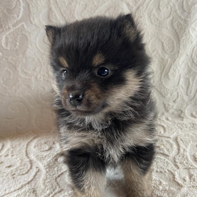 販売中の兵庫県のミックス犬-447100の5枚目