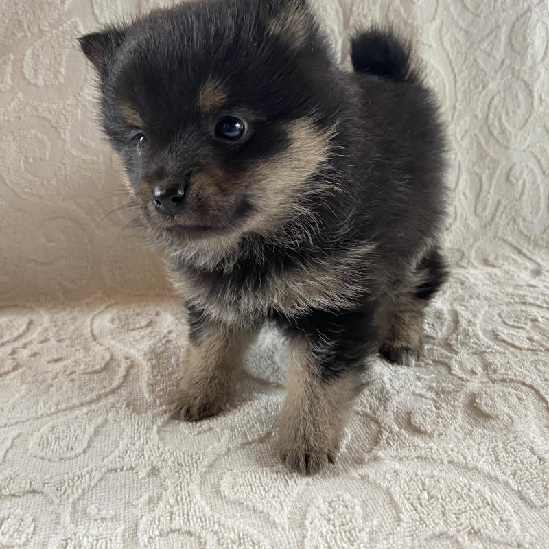 販売中の兵庫県のミックス犬-447100の2枚目