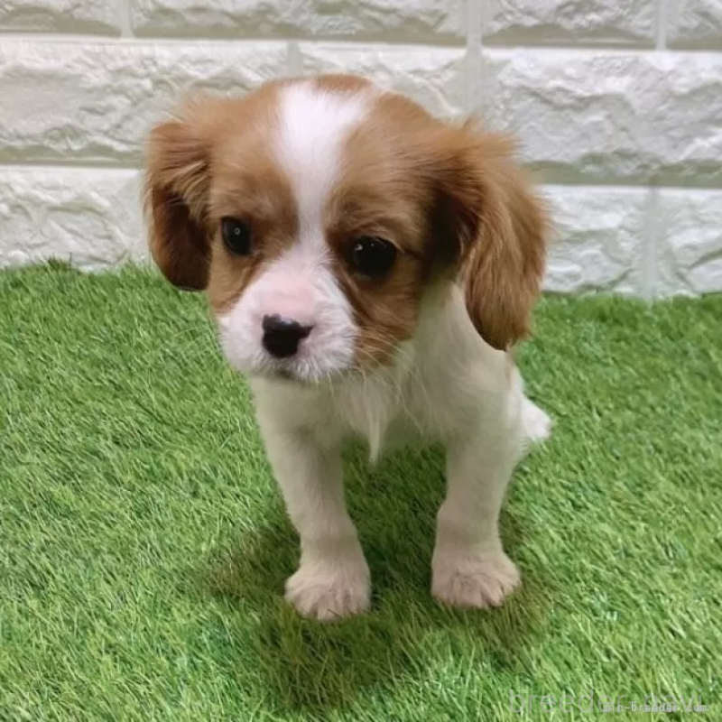 販売中の愛知県のキャバリアキングチャールズスパニエル-441371