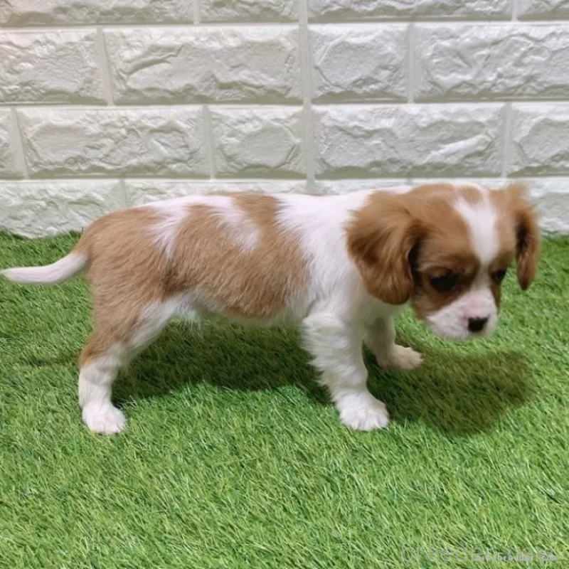 成約済の愛知県のキャバリアキングチャールズスパニエル-441371の5枚目