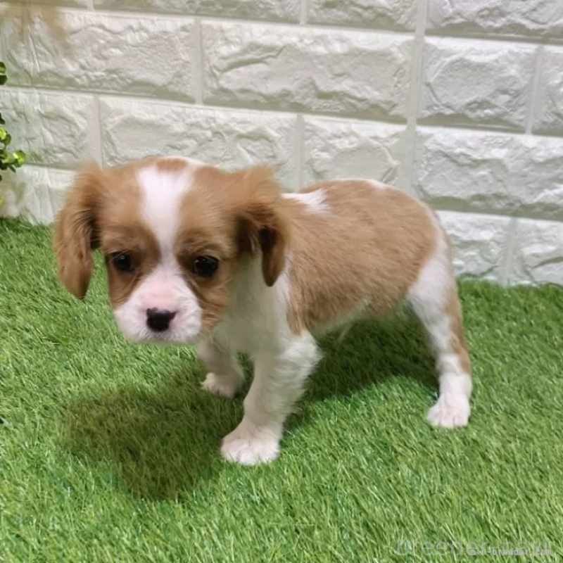 成約済の愛知県のキャバリアキングチャールズスパニエル-441371の4枚目