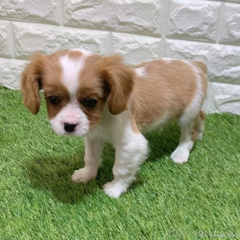 成約済の愛知県のキャバリアキングチャールズスパニエル-441371の3枚目