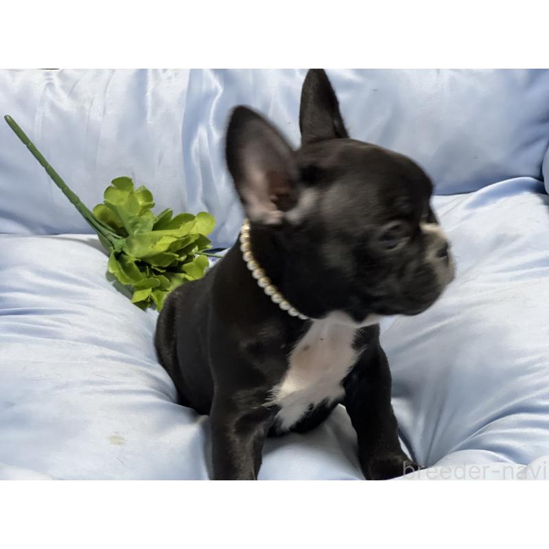 販売中の栃木県のフレンチブルドッグ-447099の1枚目