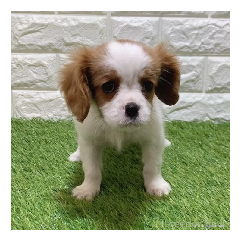 販売中の愛知県のキャバリアキングチャールズスパニエル-441379