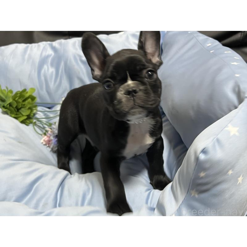 販売中の栃木県のフレンチブルドッグ-447099の4枚目
