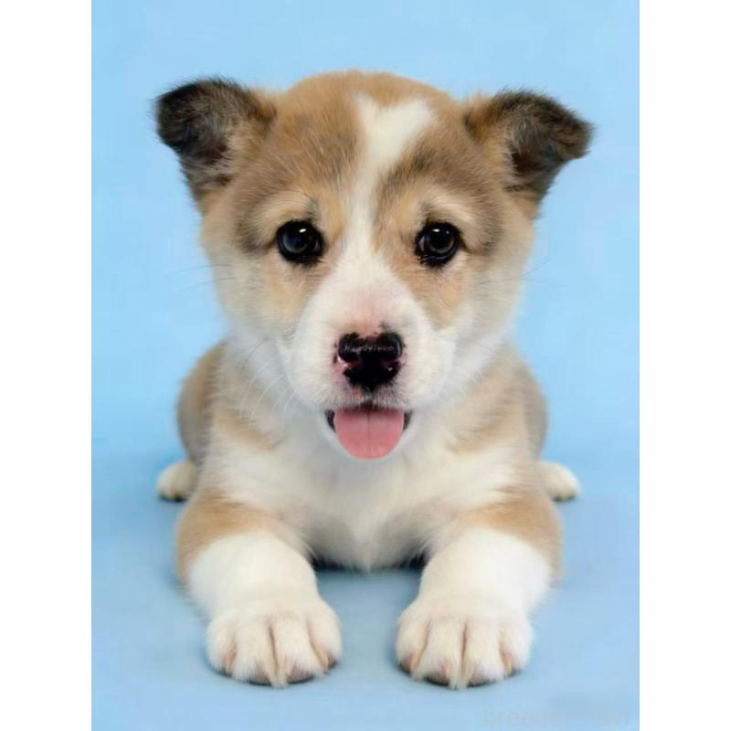 販売中の茨城県のウェルシュコーギーペンブローク-433739