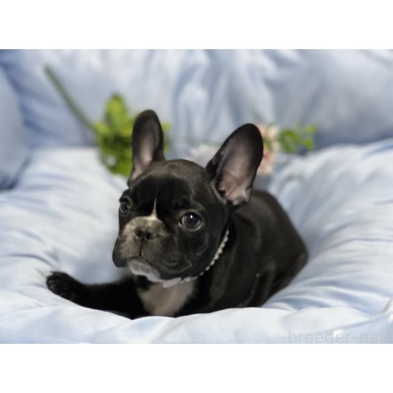 販売中の栃木県のフレンチブルドッグ-447099の3枚目
