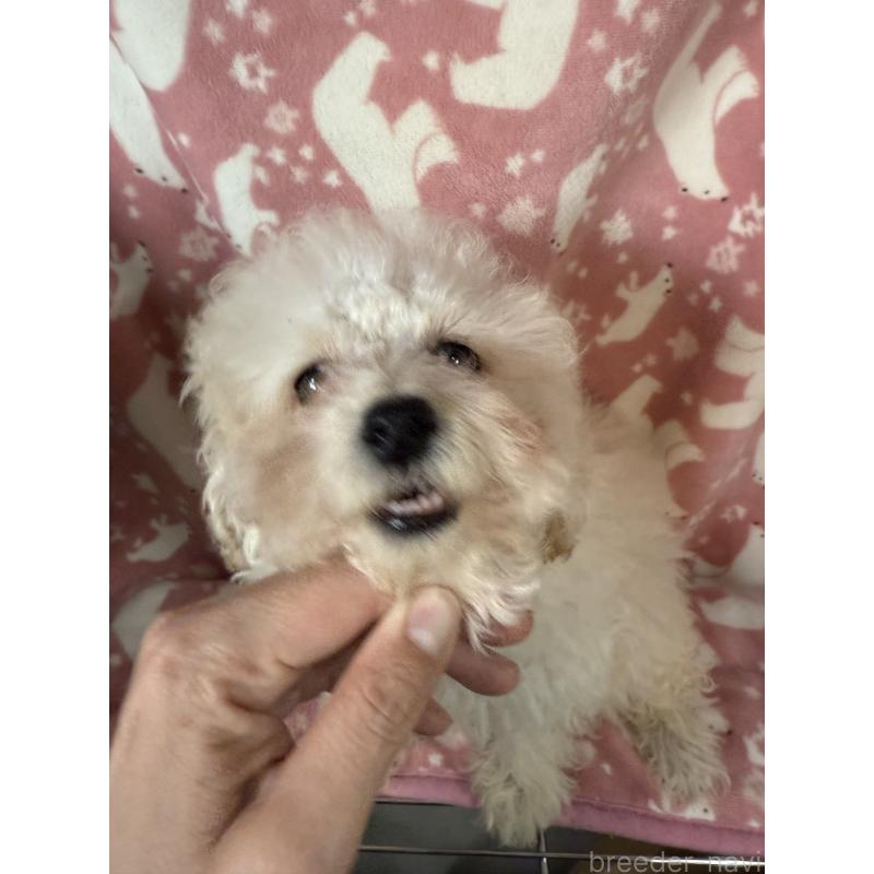 販売中の長野県のトイプードル-430229の2枚目