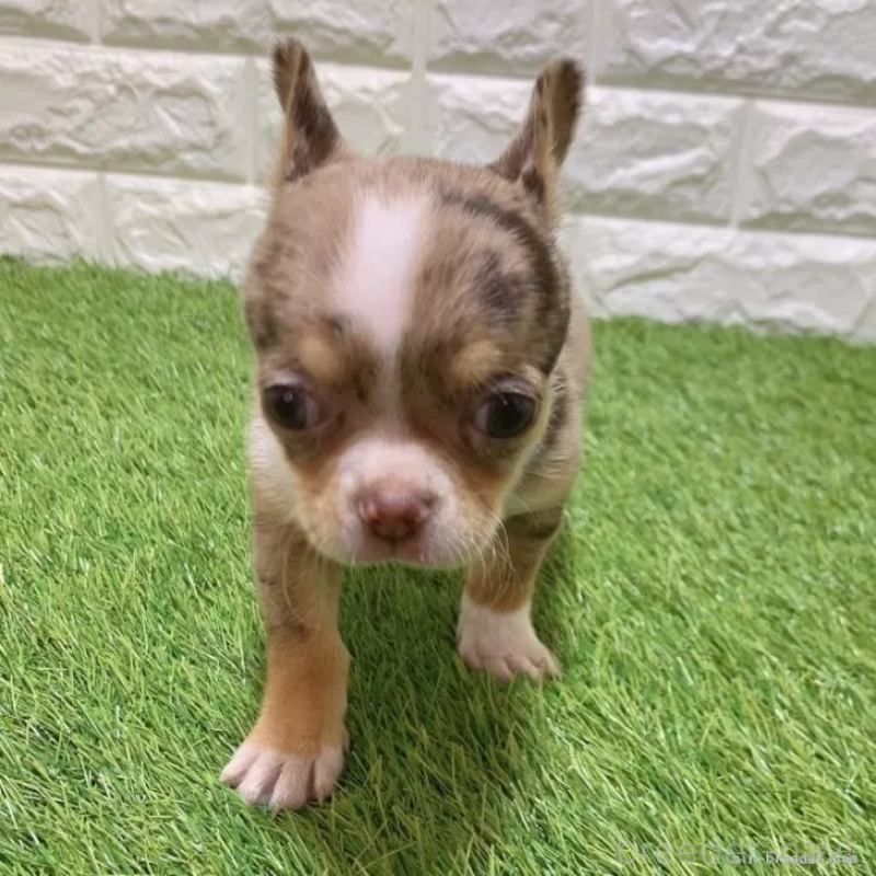 販売中の愛知県のチワワ(スムースコート)-443665