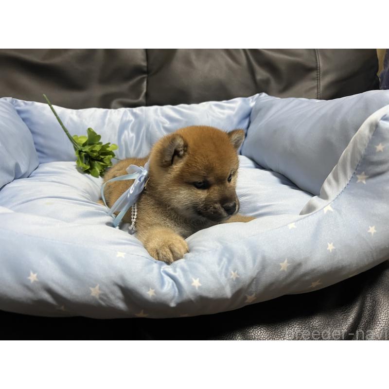 販売中の栃木県の柴犬-447102の3枚目