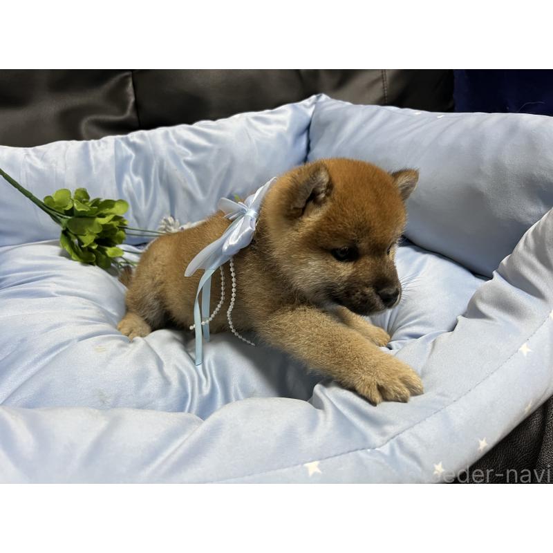 販売中の栃木県の柴犬-447102の2枚目