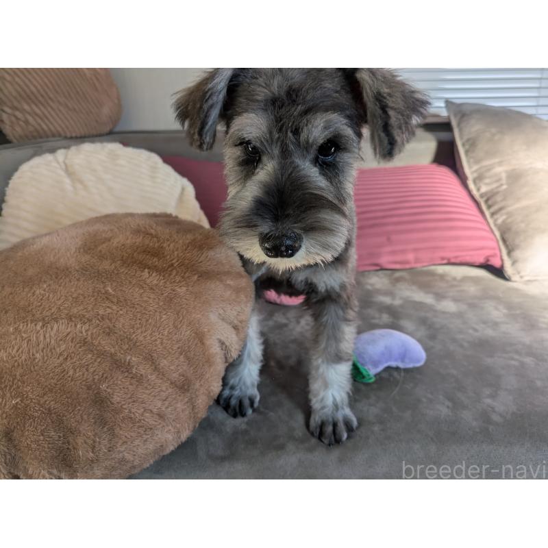 販売中の福岡県のミニチュアシュナウザー-430350の11枚目