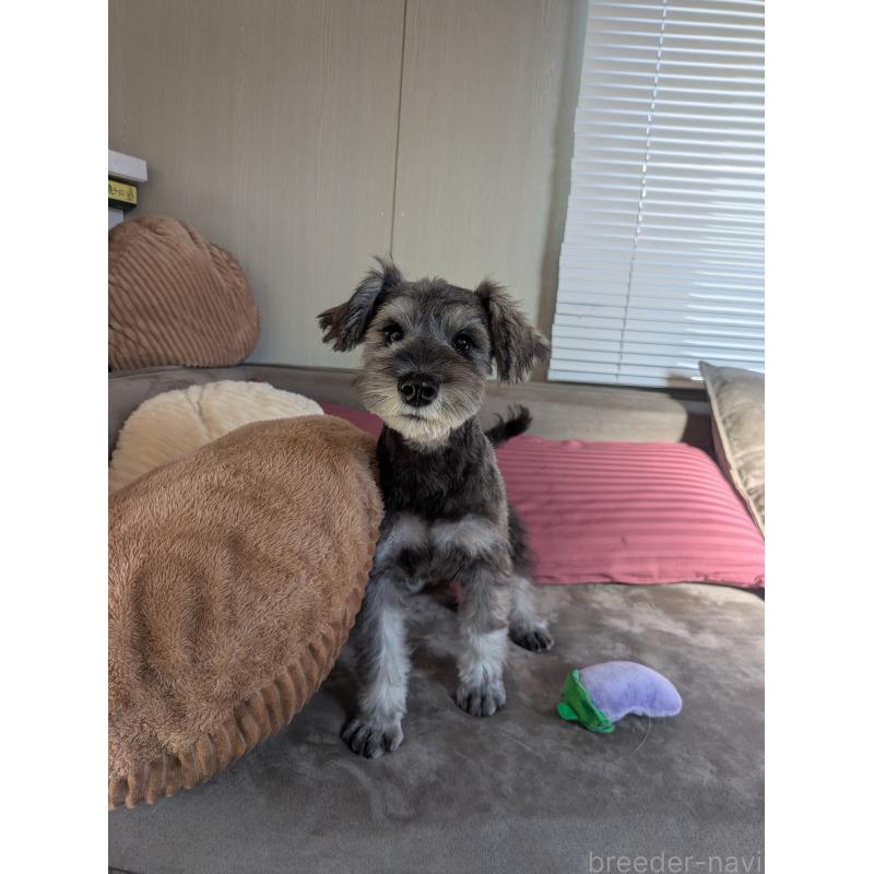 販売中の福岡県のミニチュアシュナウザー-430350の10枚目