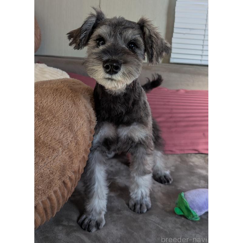 販売中の福岡県のミニチュアシュナウザー-430350の9枚目